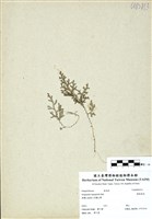 藏品(膜葉卷柏)的圖片